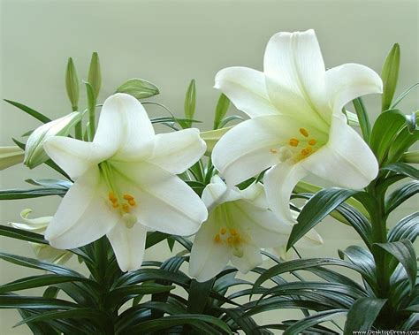 The White Lily Is A Beautiful Symbol Of The Fleur De Lis In The French