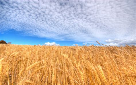 Wallpaper Landscape Nature Sky Field Straw Wheat Hay Rye