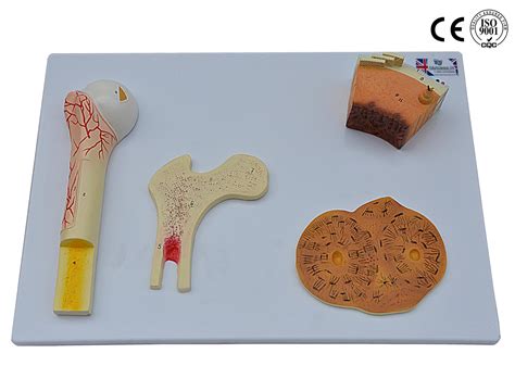 Bone Tissue Model Eduscience Video Gallery