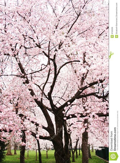 Cherry Blossom Tree In Full Bloom Stock Image - Image: 9752539