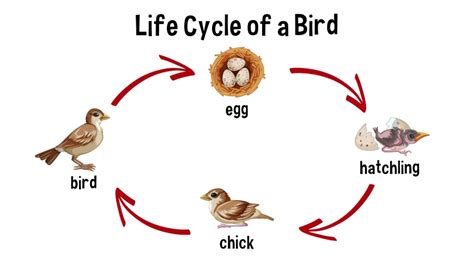 Life Cycle Of Bird Drawing Keenkelownabootforsalee