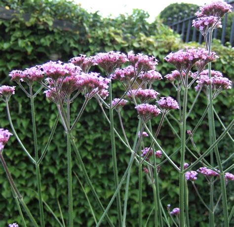 Verbena Bonariensis Buenos Aires Proctors Nursery