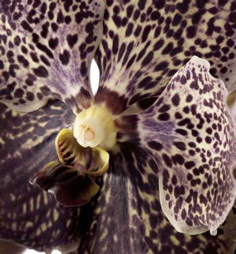 Pin Van Orchids Info Op Vanda Orchideeën Orchidee Groene Planten