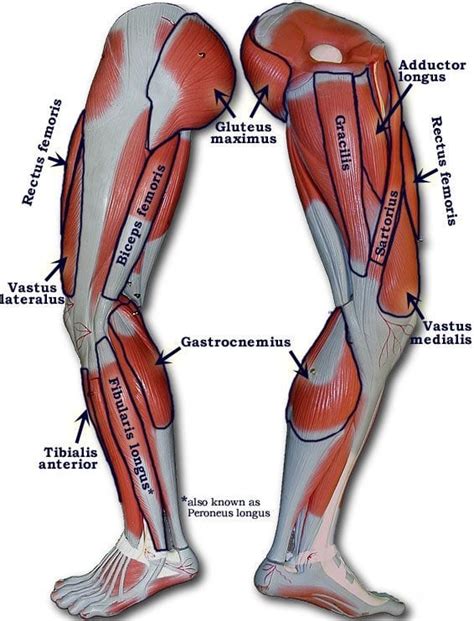 This useful list will help you expand your english vocabulary words. Best Leg Exercises for Mass: 3 Muscle Increasing Routines ...