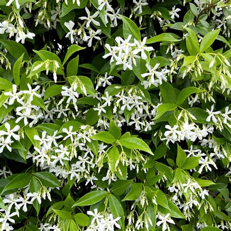 Trachelospermum Jasminoides Star Jasmine Litre Climbers Wall Shrubs