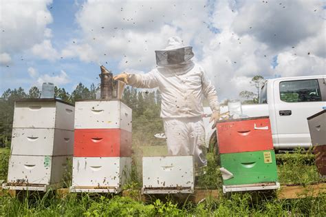 New Beekeeper Resources From The Honey Bee Health Coalition Ufifas