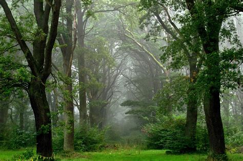 Landscape Nature Tree Forest Woods Fog Wallpapers Hd Desktop And