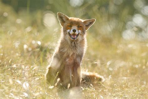Happy Fox Is Happy Photograph By Roeselien Raimond Fine Art America