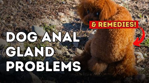 How Often Do Dogs Anal Glands Need To Be Expressed