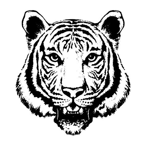 Tiger Face Sketch Art Miami PeepsBurgh