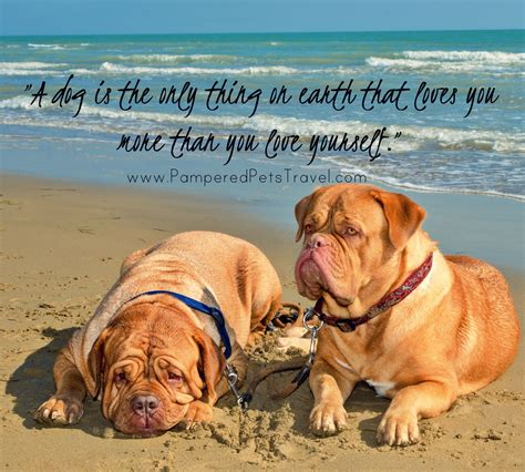 www.PamperedPetsTravel.com Dog Quotes #travel #trip # ...