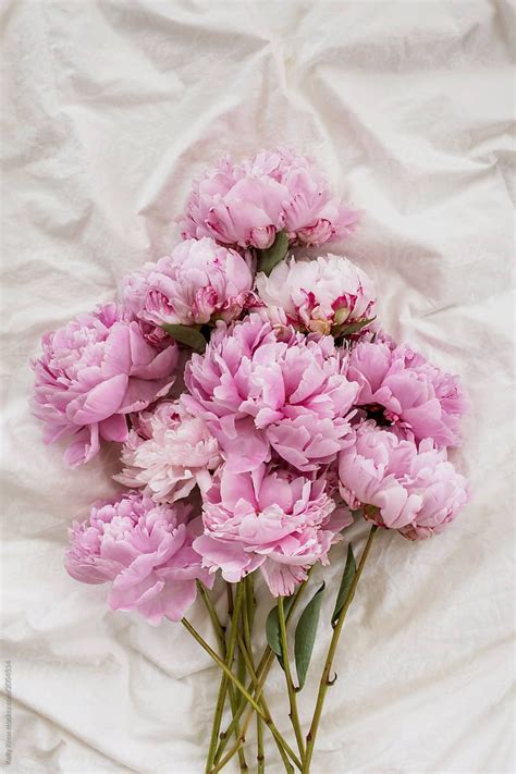 Bouquet Of Pink Peonies On A Bed By Kelly Knox Pink Peonies Peony Wallpaper Peonies Aesthetic