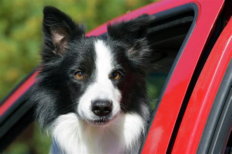 Purebred Border Collie Looking Out Red Photograph By Piperanne Worcester