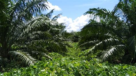 It also offers information technology services. A Close-Up Of The Malaysian Sustainable Palm Oil Scheme ...