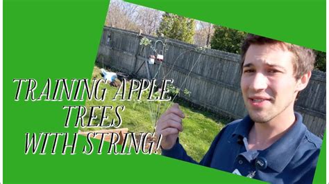 Training Apple Trees Tie Down Method Youtube