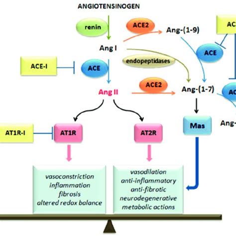 The Renin Angiotensin System Ras Cascade And Angiotensin Converting