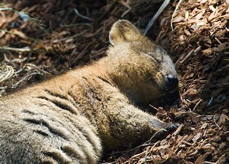 Quokka The Happiest Animal In The World