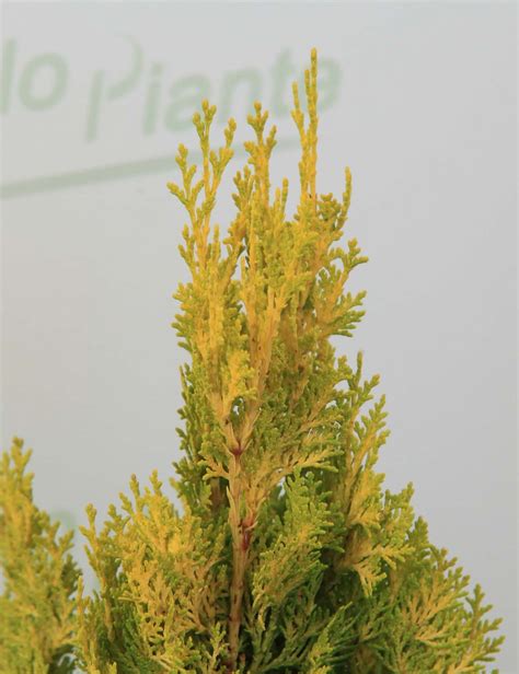 Tuia Aurea Thuja Orientalis Pyramidalis Aurea Vendita Piante On Line