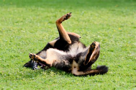 Why Your German Shepherd Rolls In The Grass