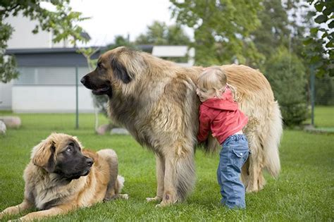 Leonberger Dog Breed Picture Leonberger Dog Giant Dog Breeds Large