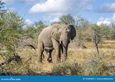 Um Elefante Masculino Selvagem Com Um P Nis Grande No Parque Nacional
