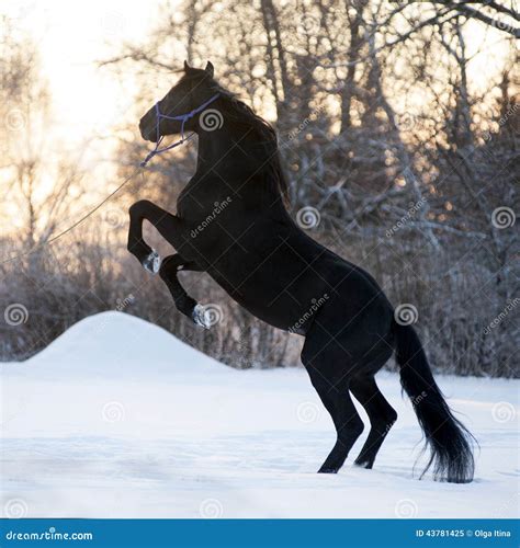 The Beautiful Black Horse Rearing Up On The Meadow In Winter Stock