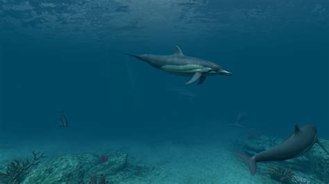 Живые обои для рабочего столаdolphins 3d Screensaverlive Wallpapers