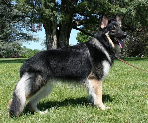 Shiloh Shepherd Puppies For Sale In Pa Puppies