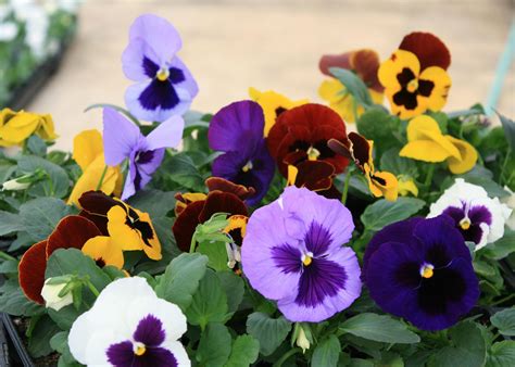 Matrix Delta Pansies Are Great Cool Season Colors Mississippi State
