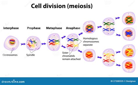 Mitosis And Meiosis Cartoon Vector 56772039