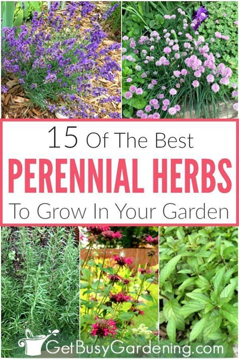 15 Best Perennial Herbs To Grow In Your Garden Perennial Herbs