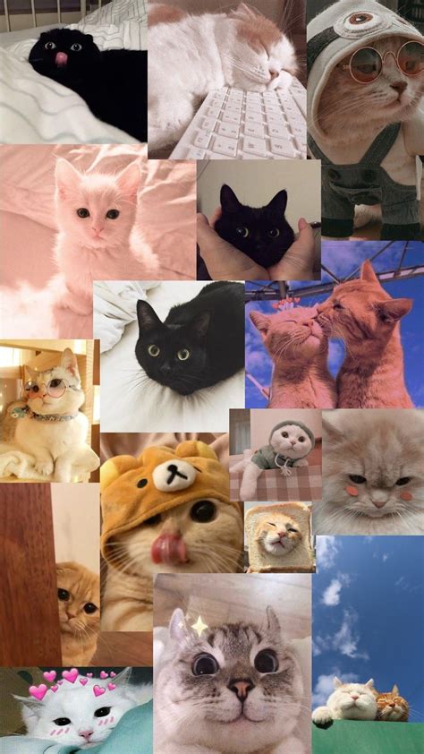 Baby Cats Cute Babies Aesthetic Iphone Wallpaper Aesthetic