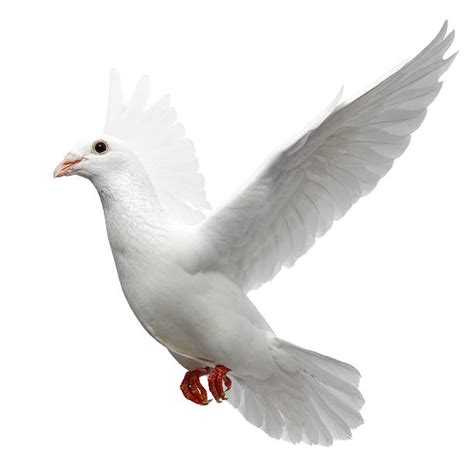 White Pigeon And Dove