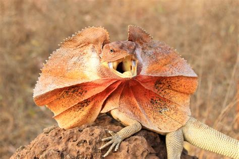 A Tour Of Weird Lizards From Around The World