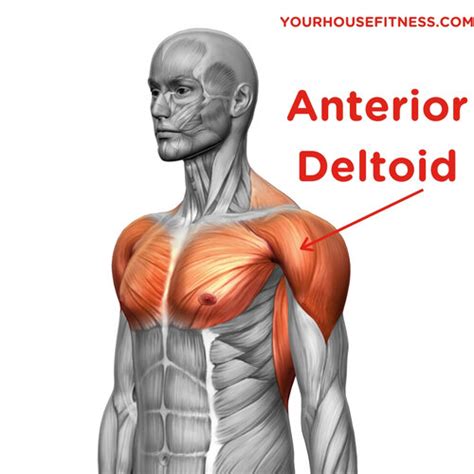 Functions Of The Deltoid Muscle Novice Assignment Help