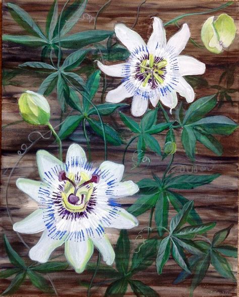 Image Result For Works Of Art With Passion Flowers In Them Passion Flower Painting Art