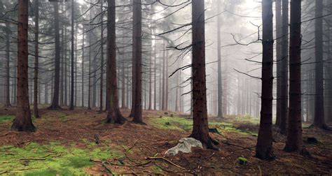 Forest Mist By Kilian Schönberger 500px Landscape Landscape