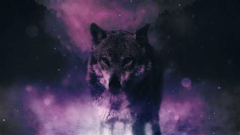 Purple Wolves Wallpapers Top Free Purple Wolves Backgrounds