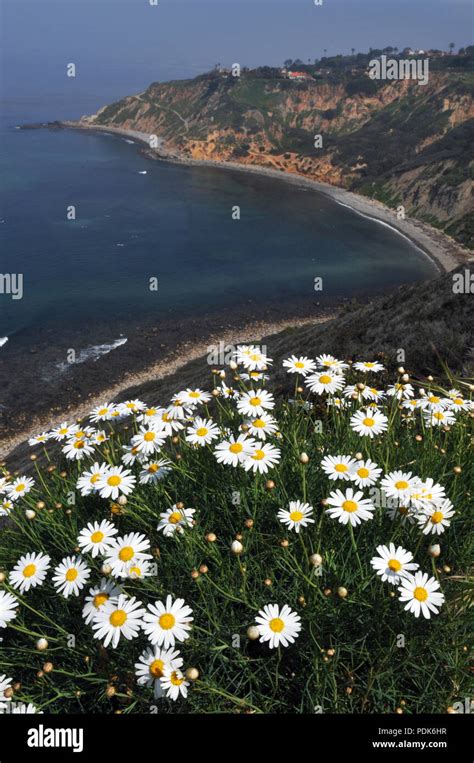 Spring Wildflowers Bloom Atop A Cliff Overlooking Bluff Cove And Flat