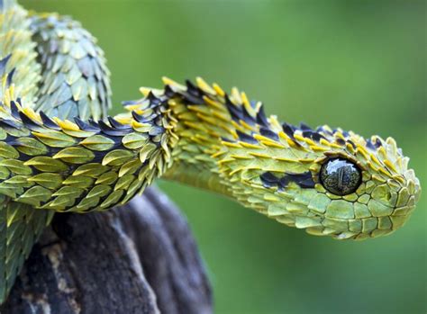 Indonesian Autumn Adder The Most Beautiful Snake In The World