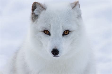 Arctic Fox Facts For Kids Polar Foxes Snow Fox Artic Animals