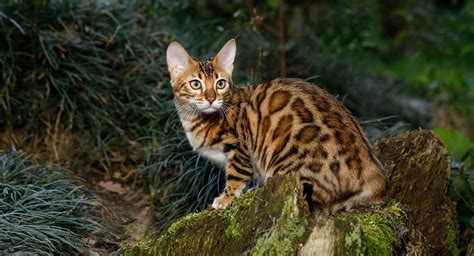 Rusty Spotted Cat For Sale