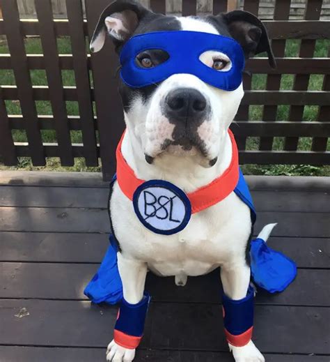 The 70 Greatest Pit Bull Halloween Costumes Ever Page 19 Of 23 The