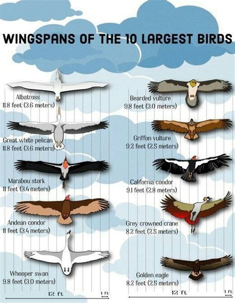 Latprgest Wingspan Of Different Birds Bird Species Bird Wings Birds
