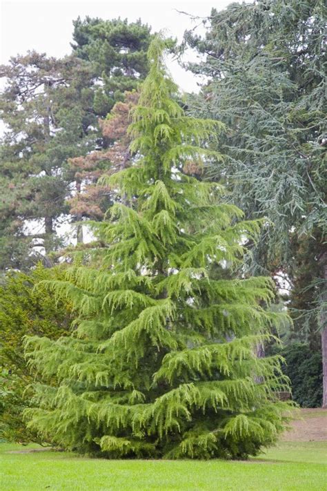 Familiar With The Deodar Cedar Trees The California And Christmas Trees