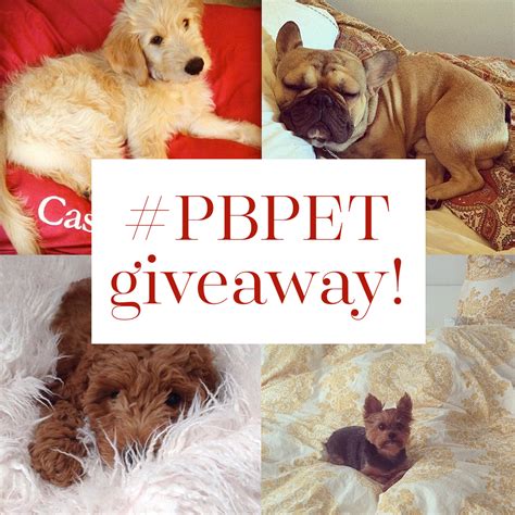 Its A Pbpet Giveaway For National Dog Day