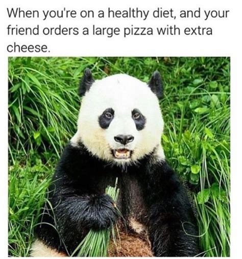 Funny Panda Bear Panda Panda Meme