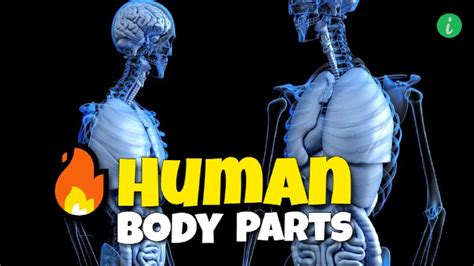 Human Body Parts Name With Picture Human Body Parts Info Hifi Youtube