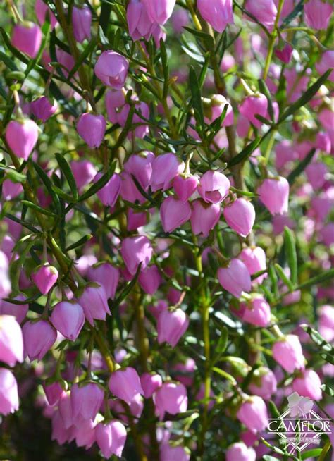 Boronia Pink Camflor Inc