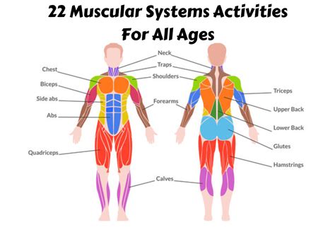 22 Muscular Systems Activities For All Ages Teaching Expertise